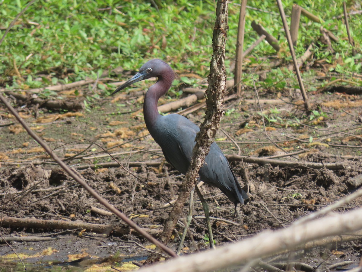 Little Blue Heron - Kyle Leader