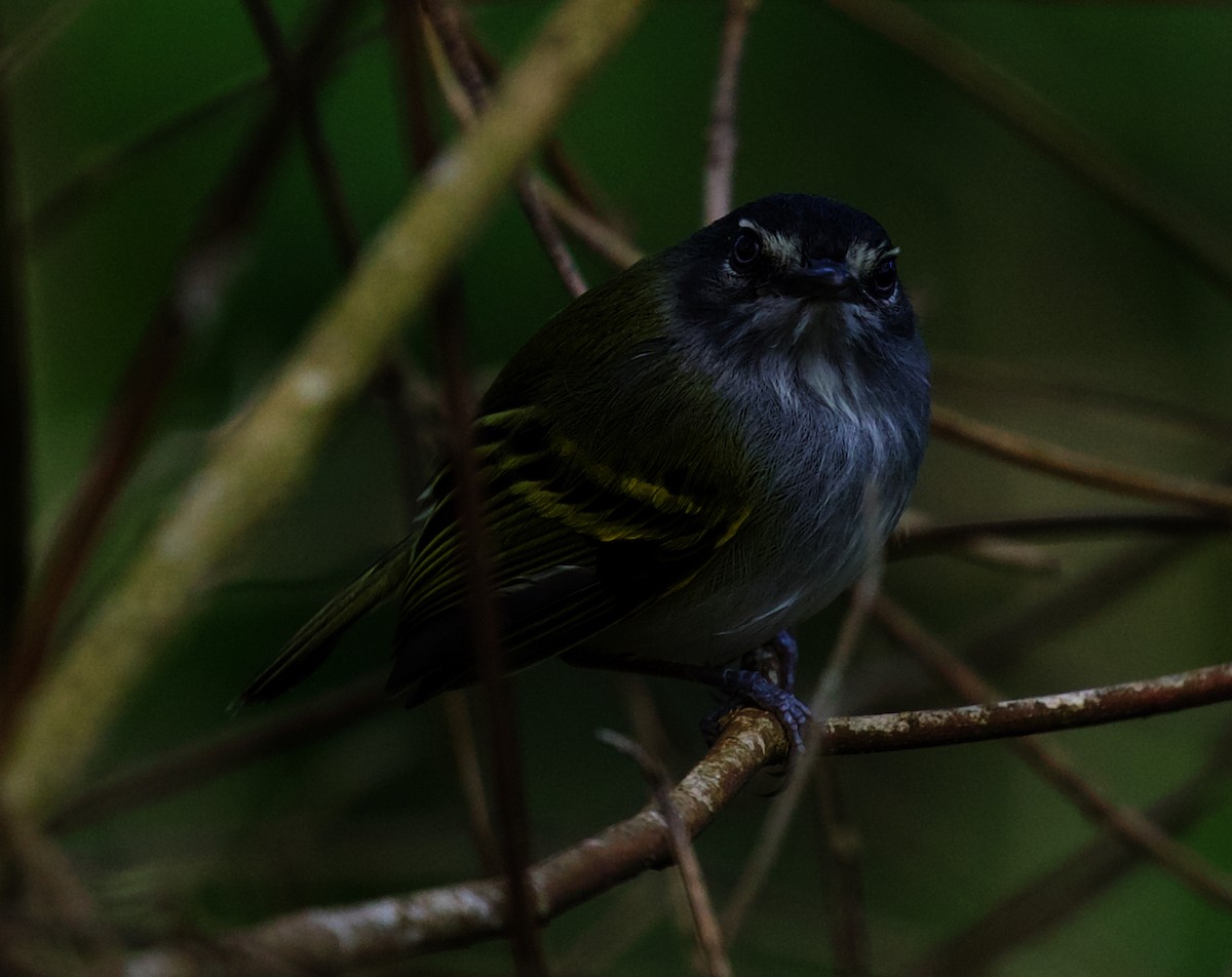 Slate-headed Tody-Flycatcher - ML440182181