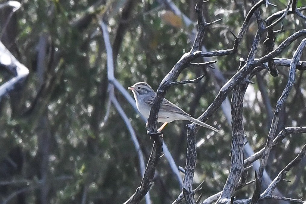 Brewer's Sparrow - ML440182191