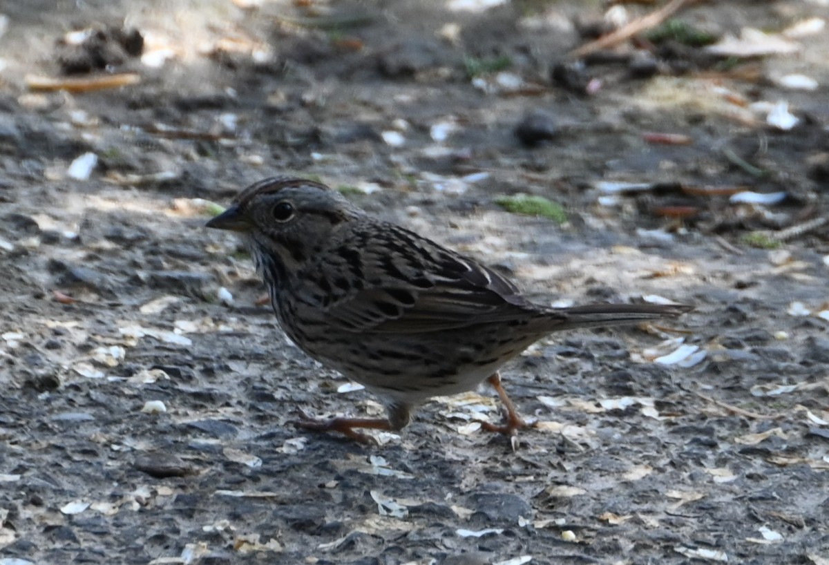 Lincoln's Sparrow - Bonda Sek