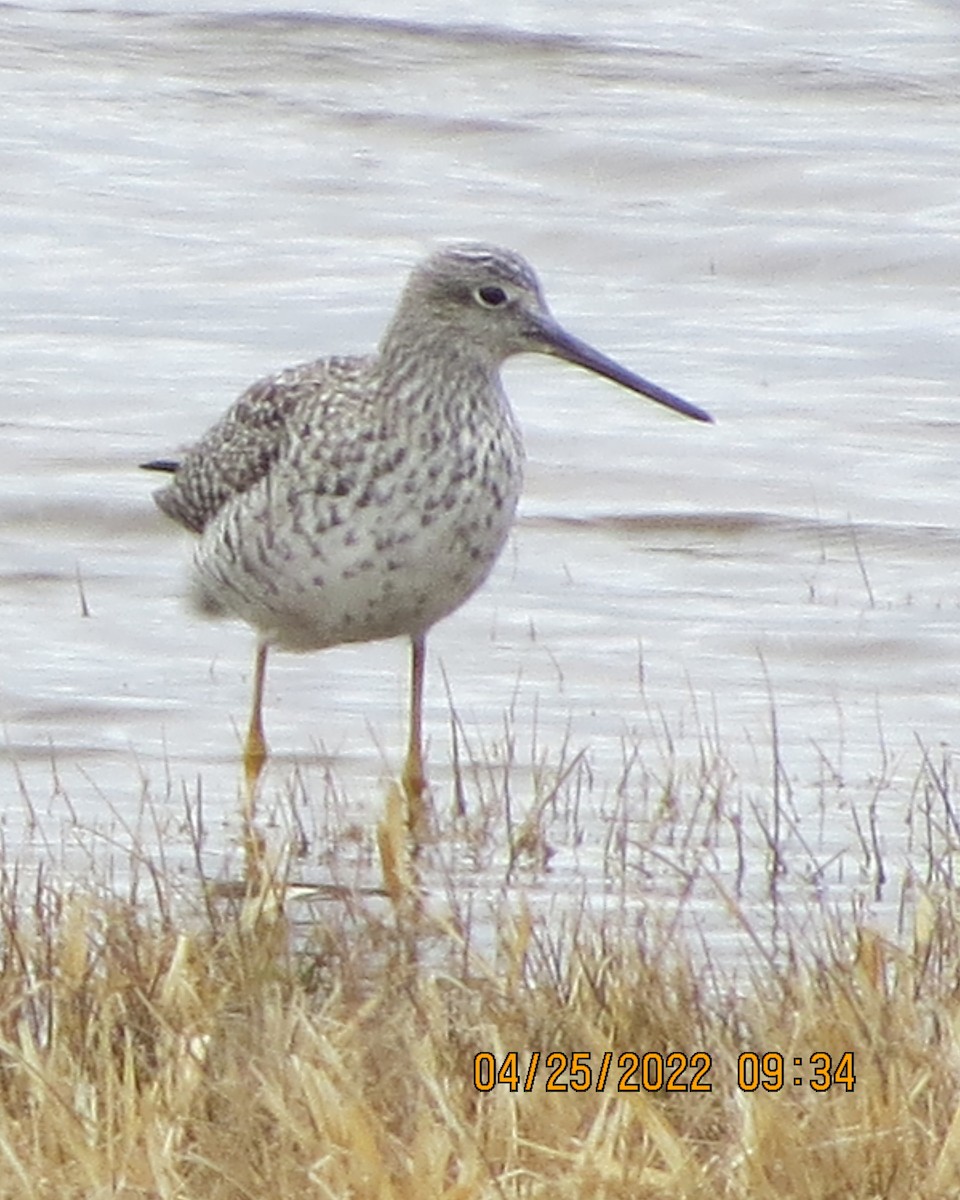 Greater Yellowlegs - ML440182831