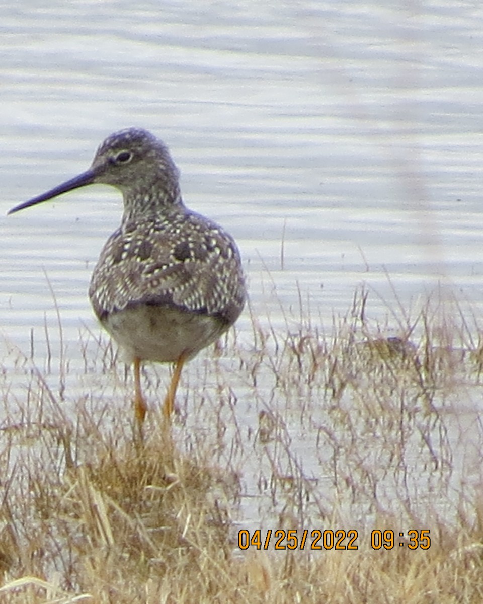 Greater Yellowlegs - ML440182861