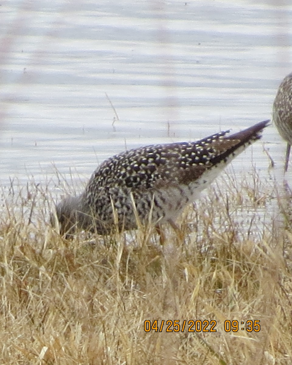 Greater Yellowlegs - ML440182891