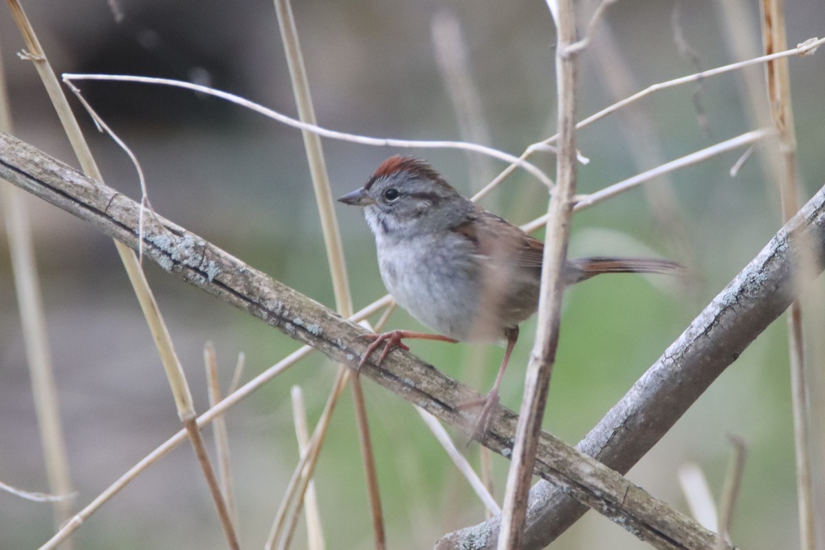 Swamp Sparrow - ML440184931