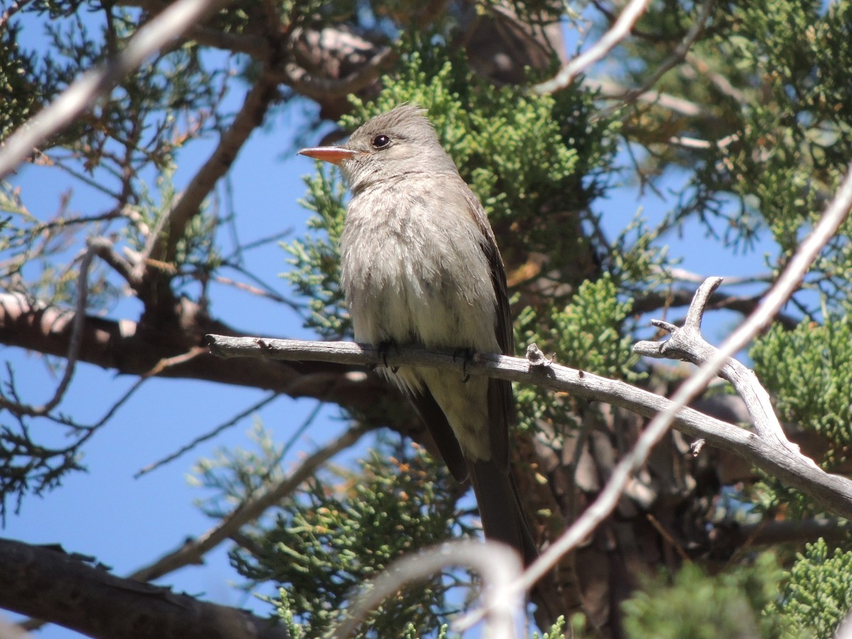 Greater Pewee - ML44018791