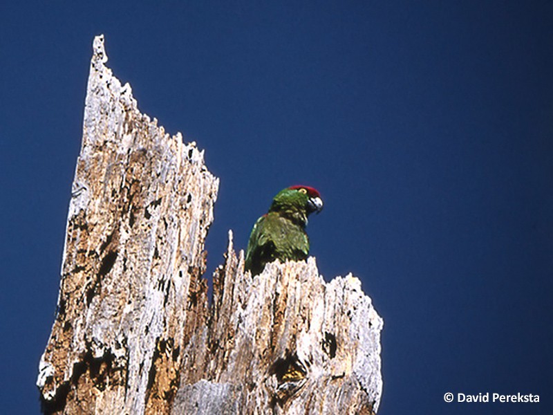 Thick-billed Parrot - ML44018941