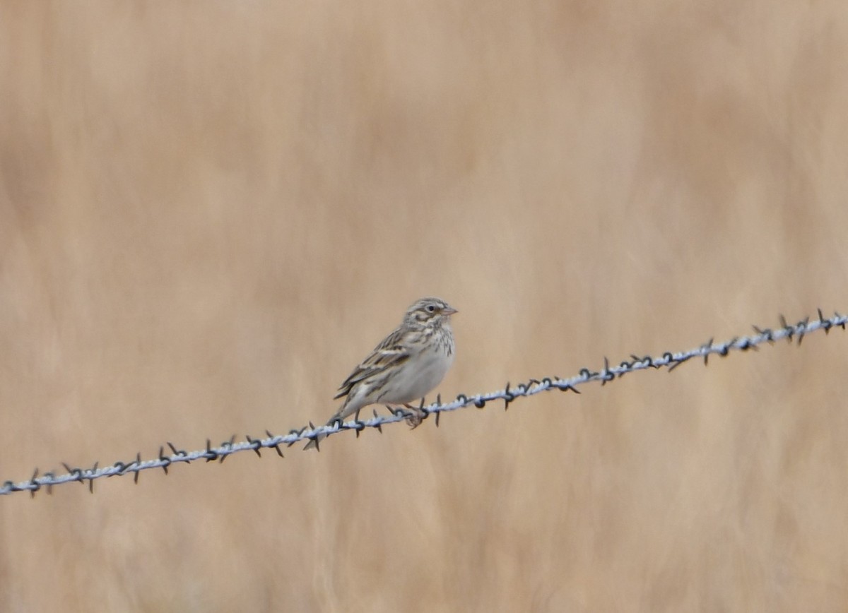 Vesper Sparrow - ML440193401
