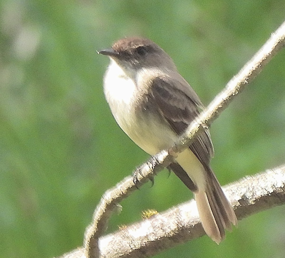 Eastern Phoebe - ML440193871