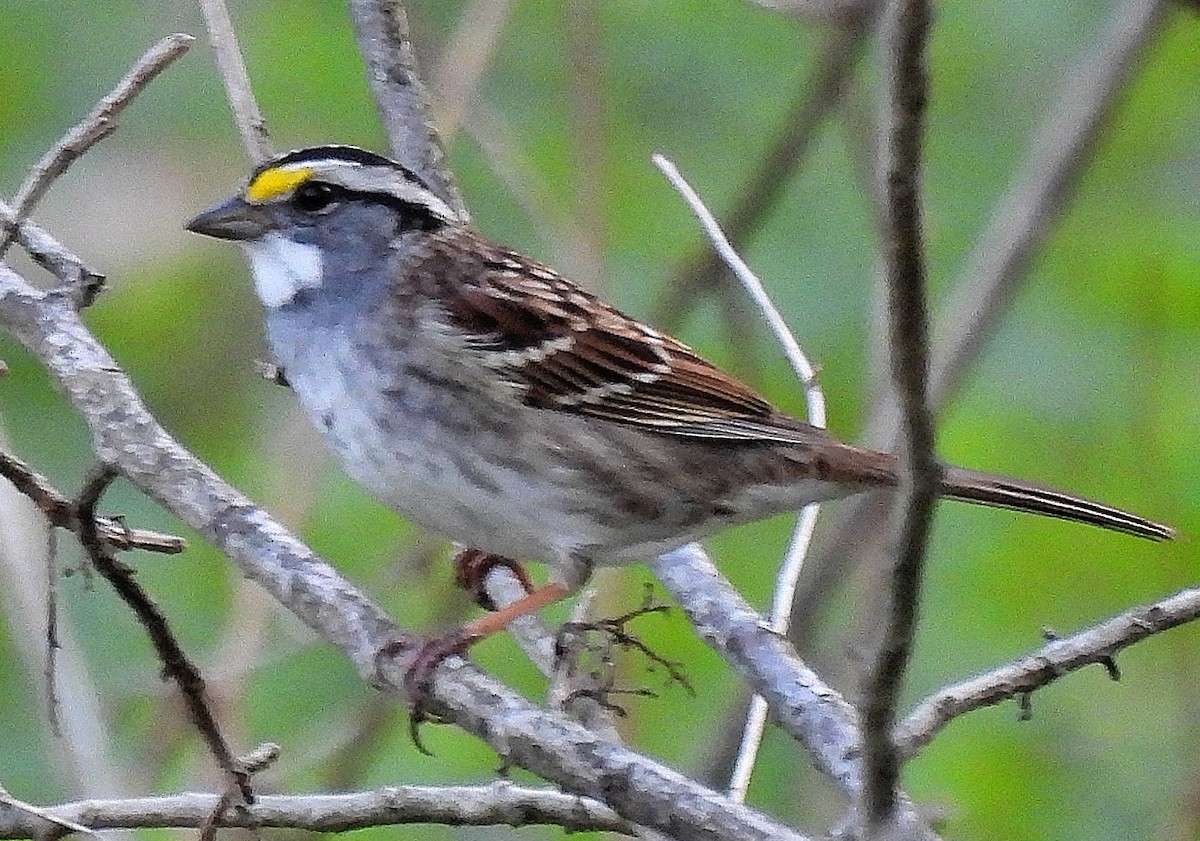 White-throated Sparrow - ML440194551