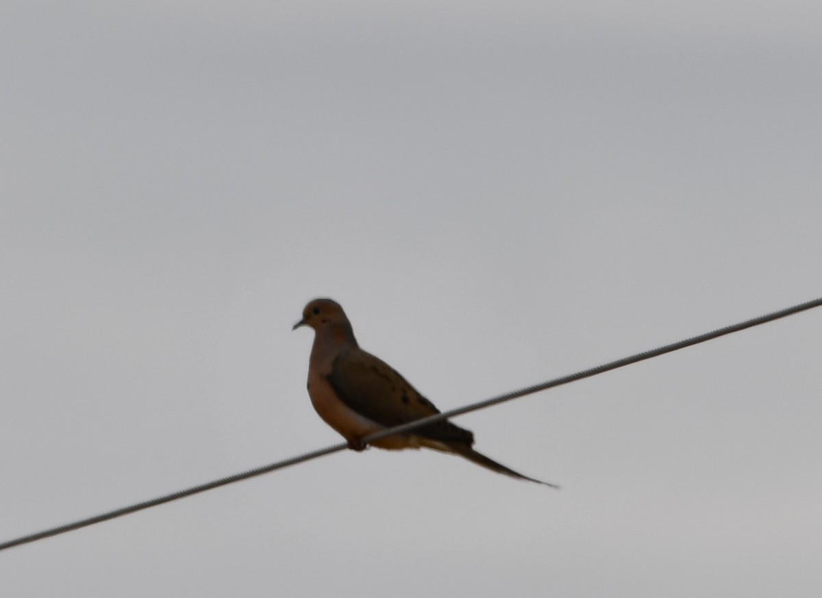 Mourning Dove - ML440194581