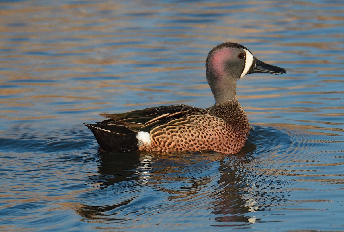 Blue-winged Teal - ML440194941