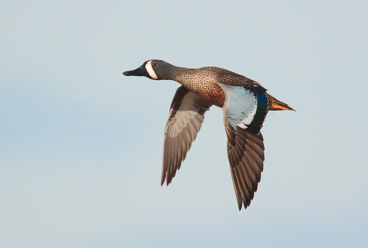 Blue-winged Teal - ML440195361