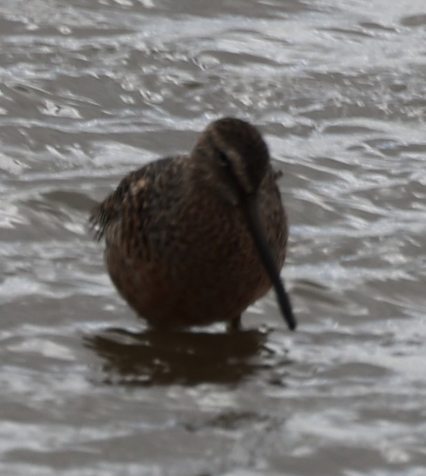 Long-billed Dowitcher - ML440195491