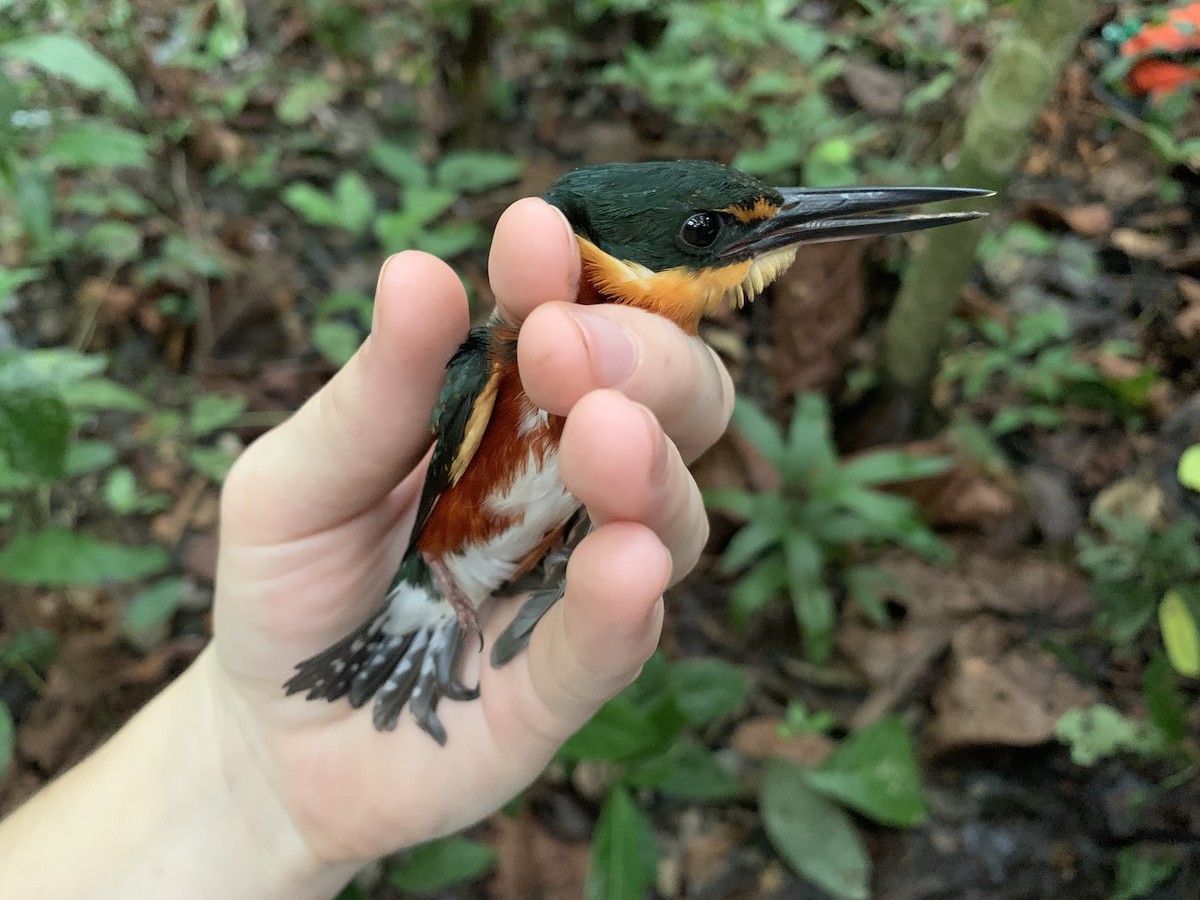 American Pygmy Kingfisher - ML440196671