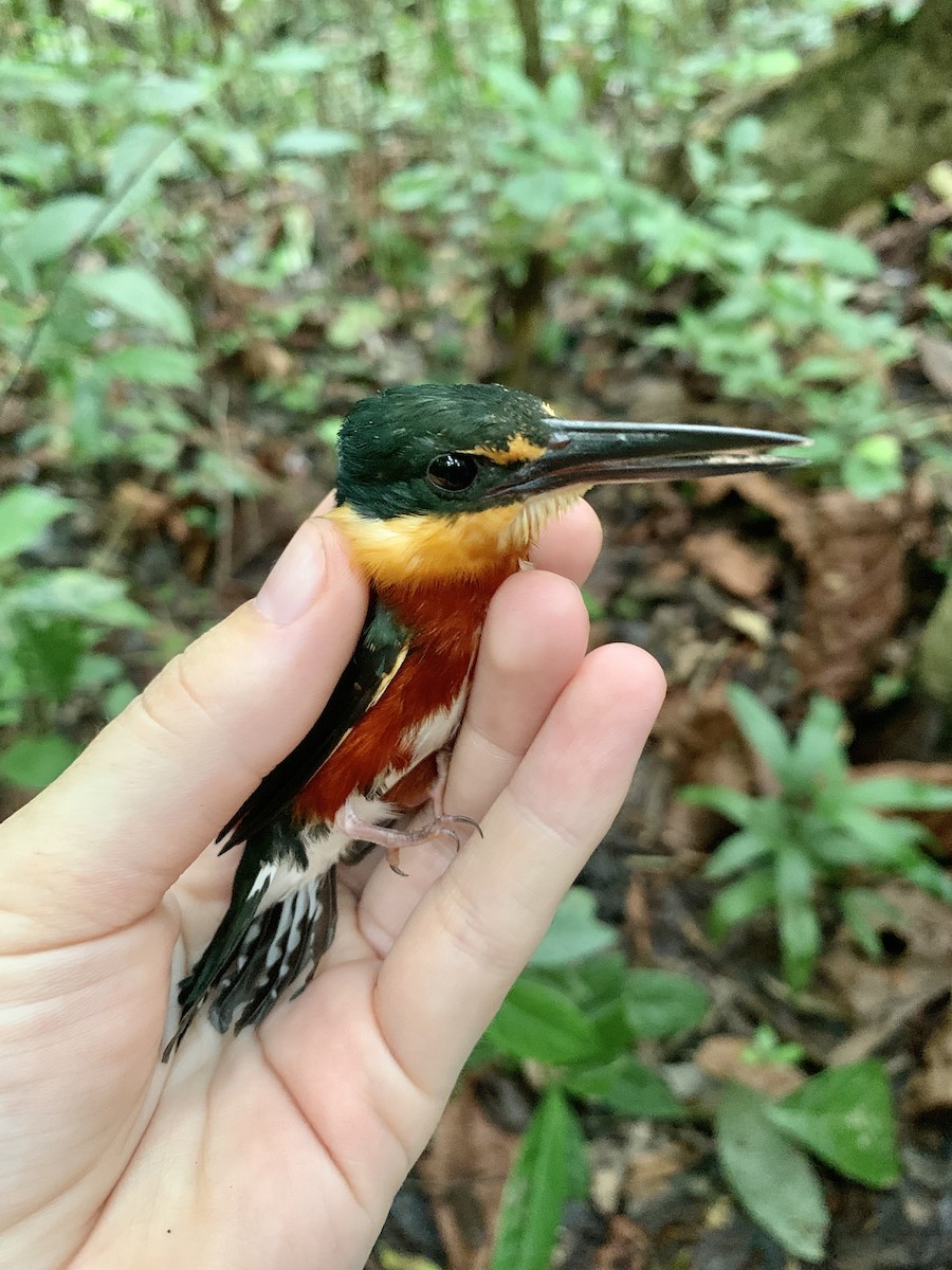 American Pygmy Kingfisher - Jenna Atma