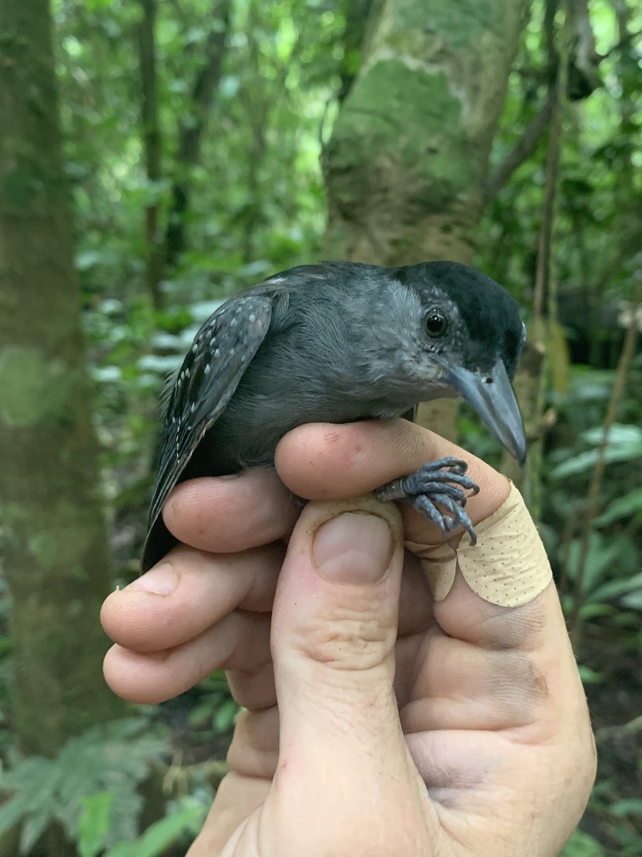 Spot-winged Antshrike - Jenna Atma