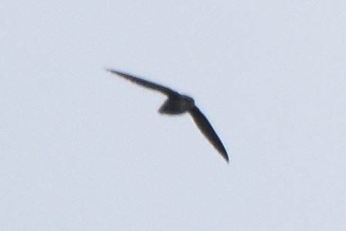 Chimney Swift - ML440197611