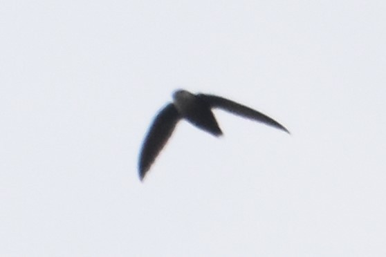 Chimney Swift - ML440197661