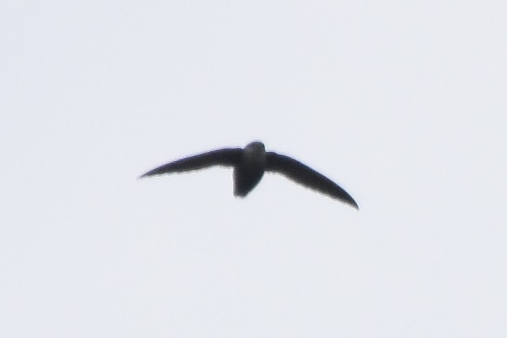 Chimney Swift - ML440197681