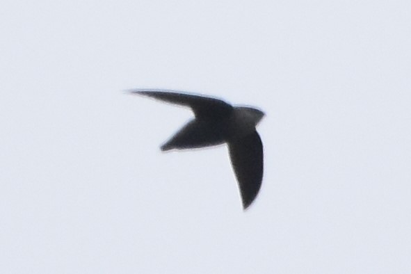 Chimney Swift - ML440197801