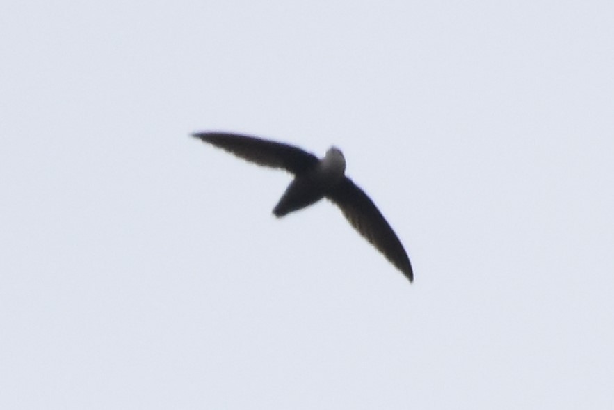 Chimney Swift - ML440197821