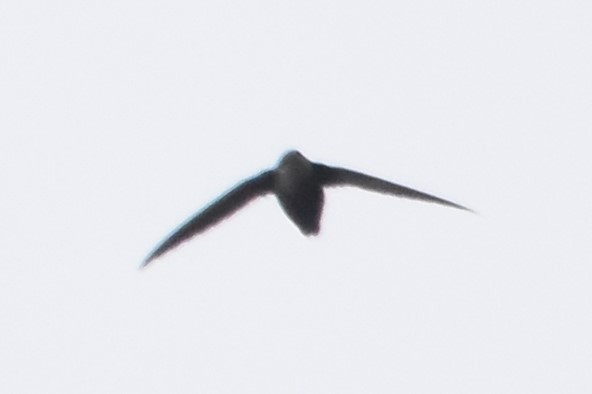 Chimney Swift - ML440197871