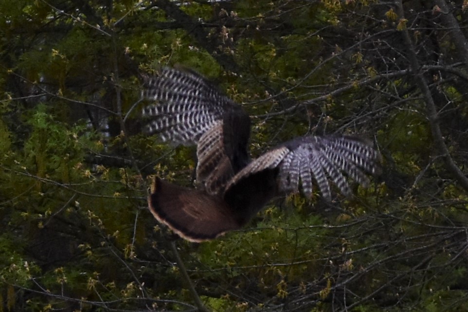 Wild Turkey - ML440198051