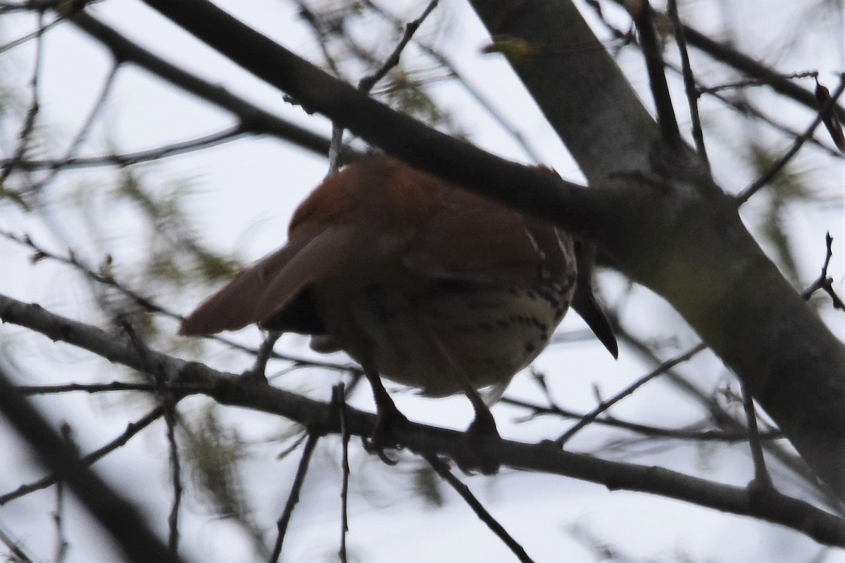 Brown Thrasher - ML440198611