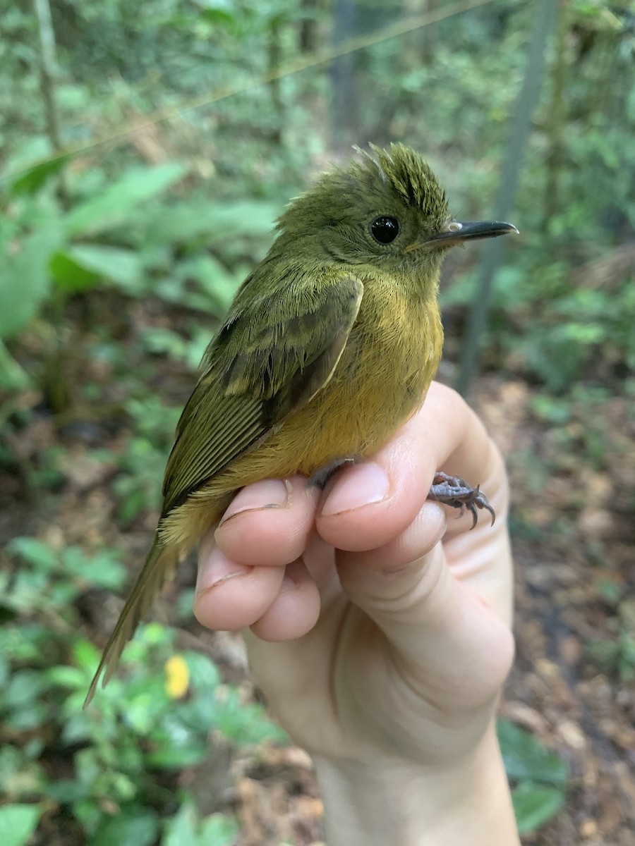 Ochre-bellied Flycatcher - Jenna Atma