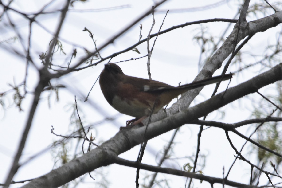 Eastern Towhee - ML440199221