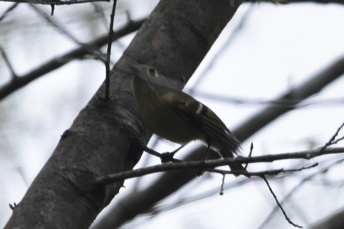 Ruby-crowned Kinglet - ML440199281