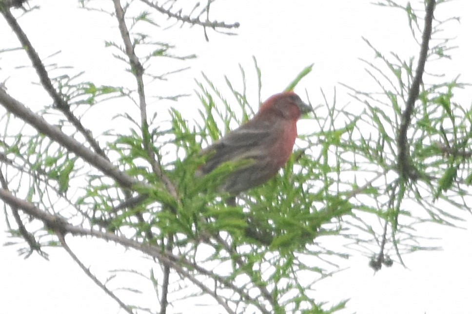House Finch - ML440199491