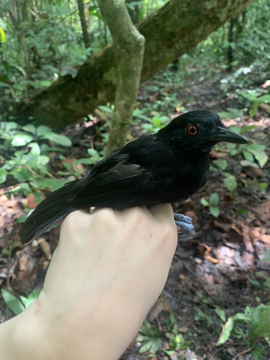 Goeldi's Antbird - Jenna Atma