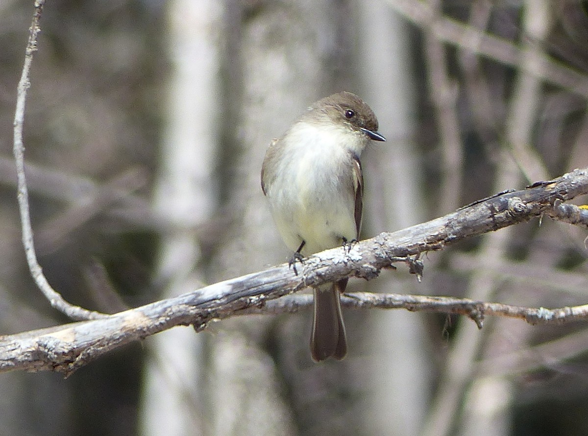 Eastern Phoebe - ML440200231