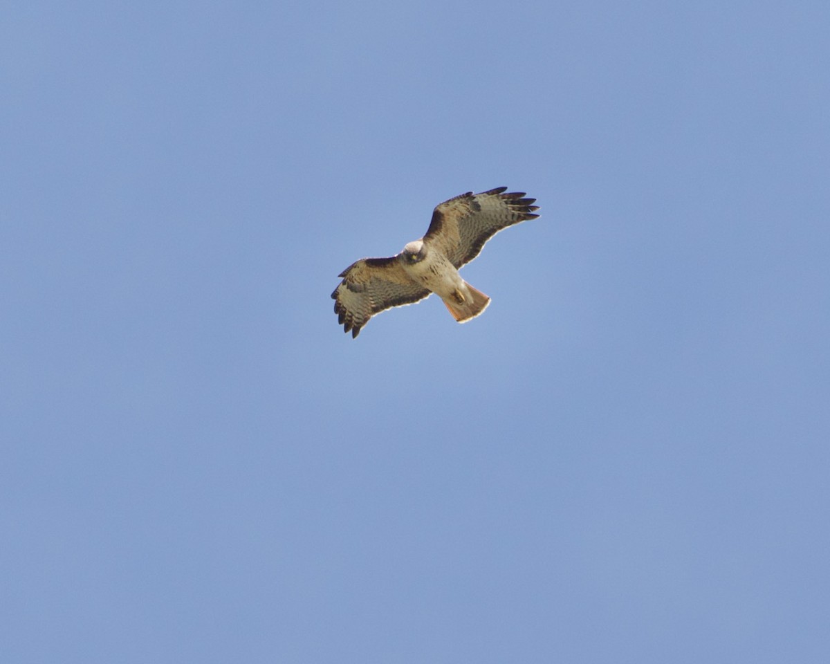 Red-tailed Hawk - ML440200351
