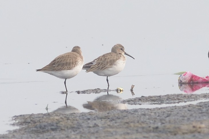 Dunlin - ML44020081