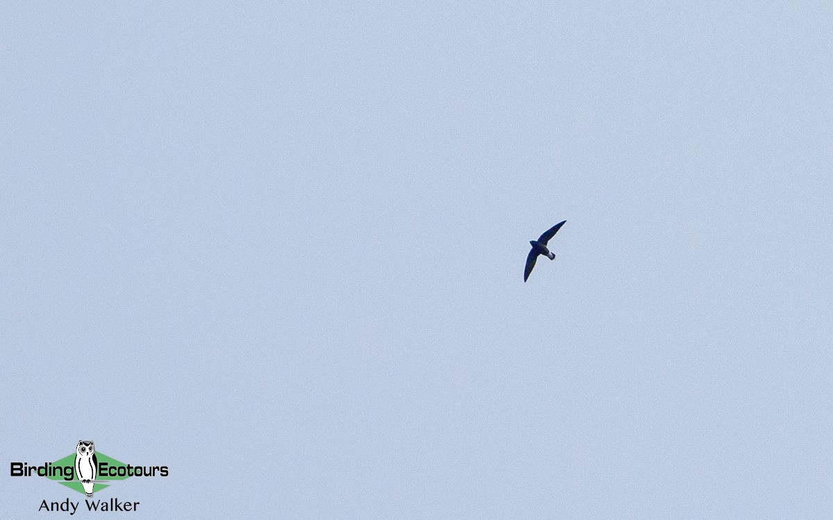 Brown-backed Needletail - ML440200971