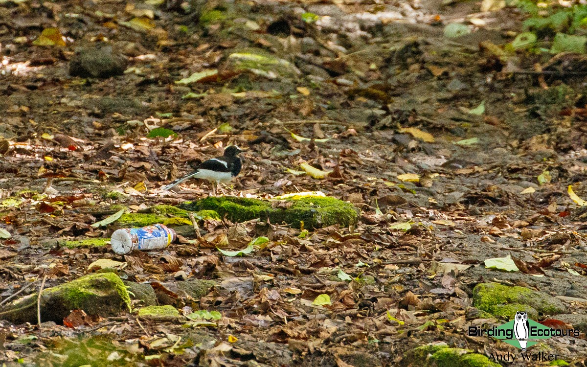 White-crowned Forktail (Javan) - ML440201411