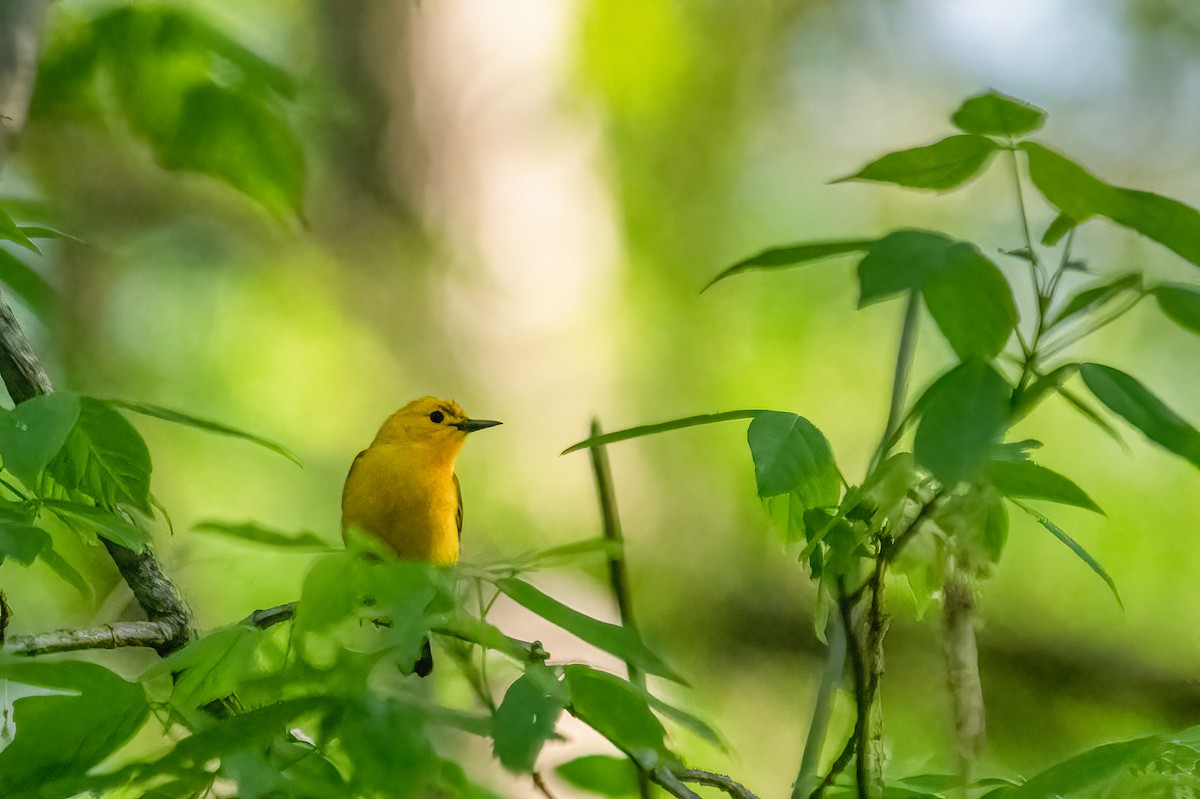 Prothonotary Warbler - ML440203321