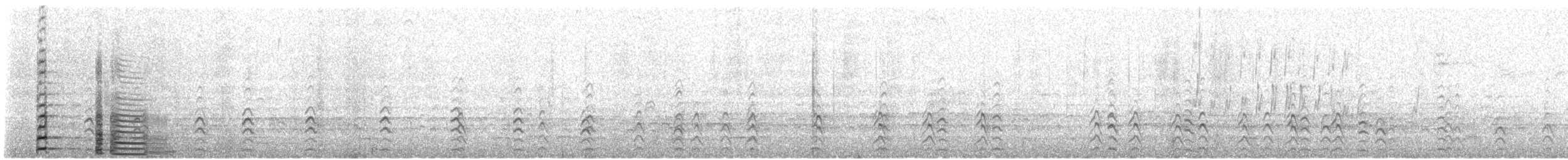 Coscoroba blanc - ML440203711