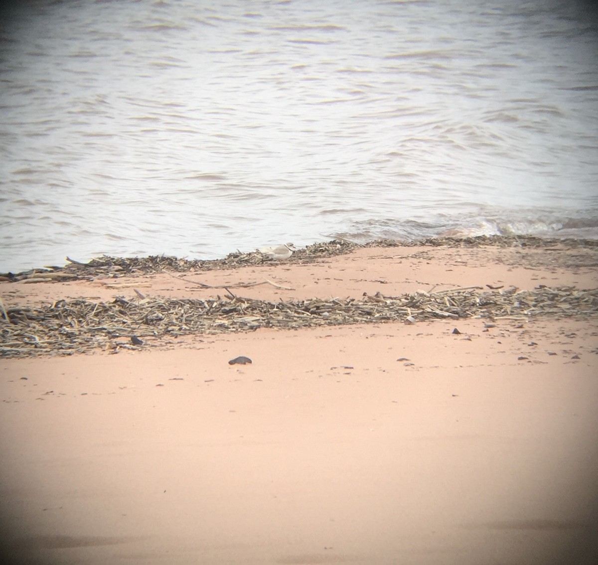 Piping Plover - ML440205531