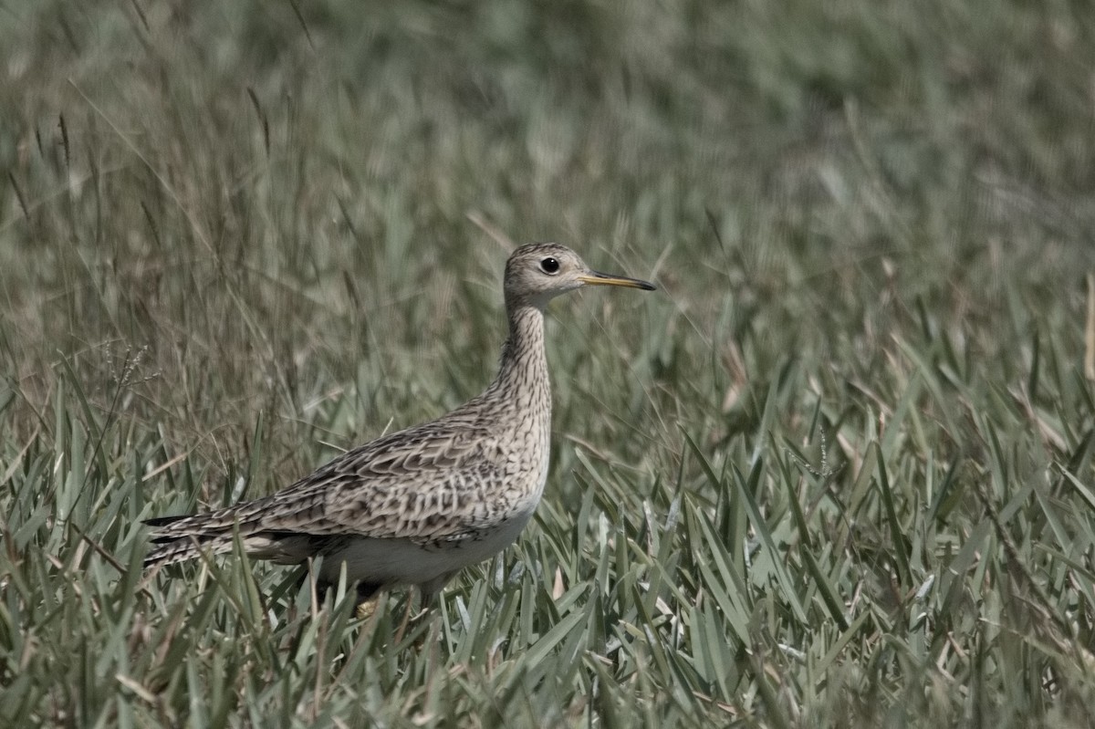 Upland Sandpiper - Kevin Thompson