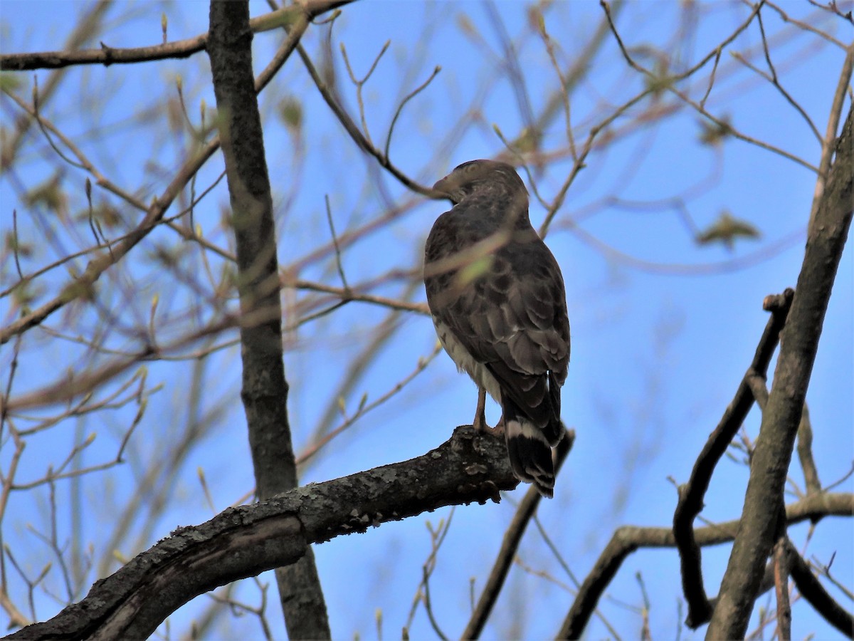 Broad-winged Hawk - Randy Morgan