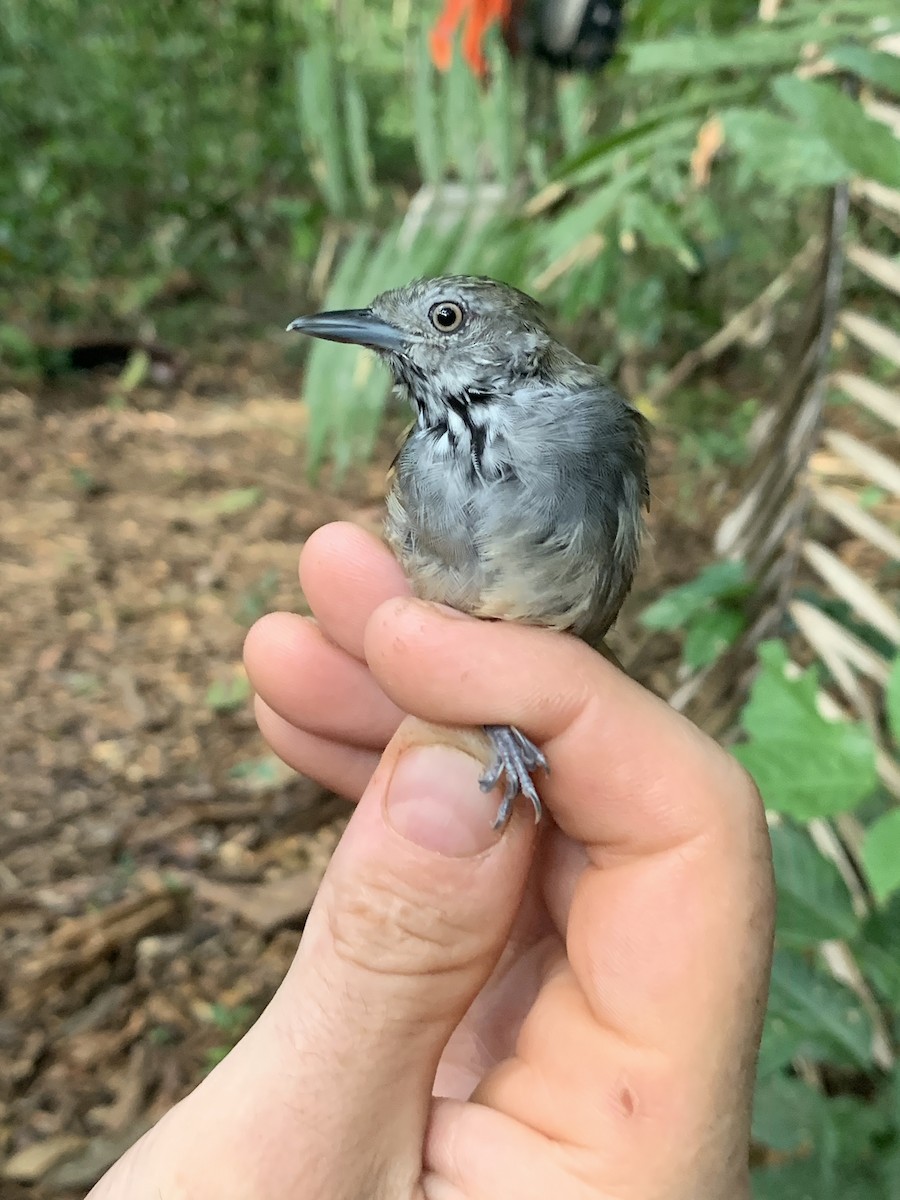 White-eyed Stipplethroat - Jenna Atma