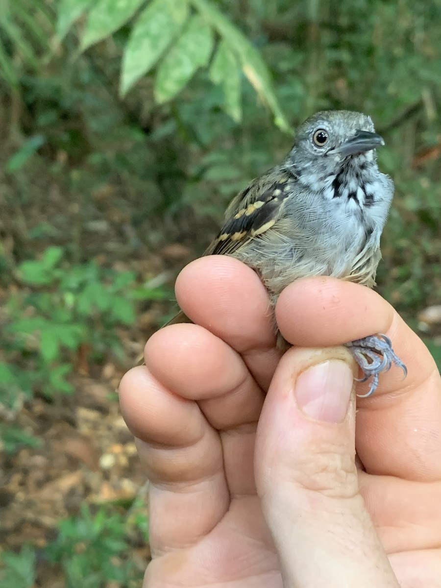 White-eyed Stipplethroat - Jenna Atma