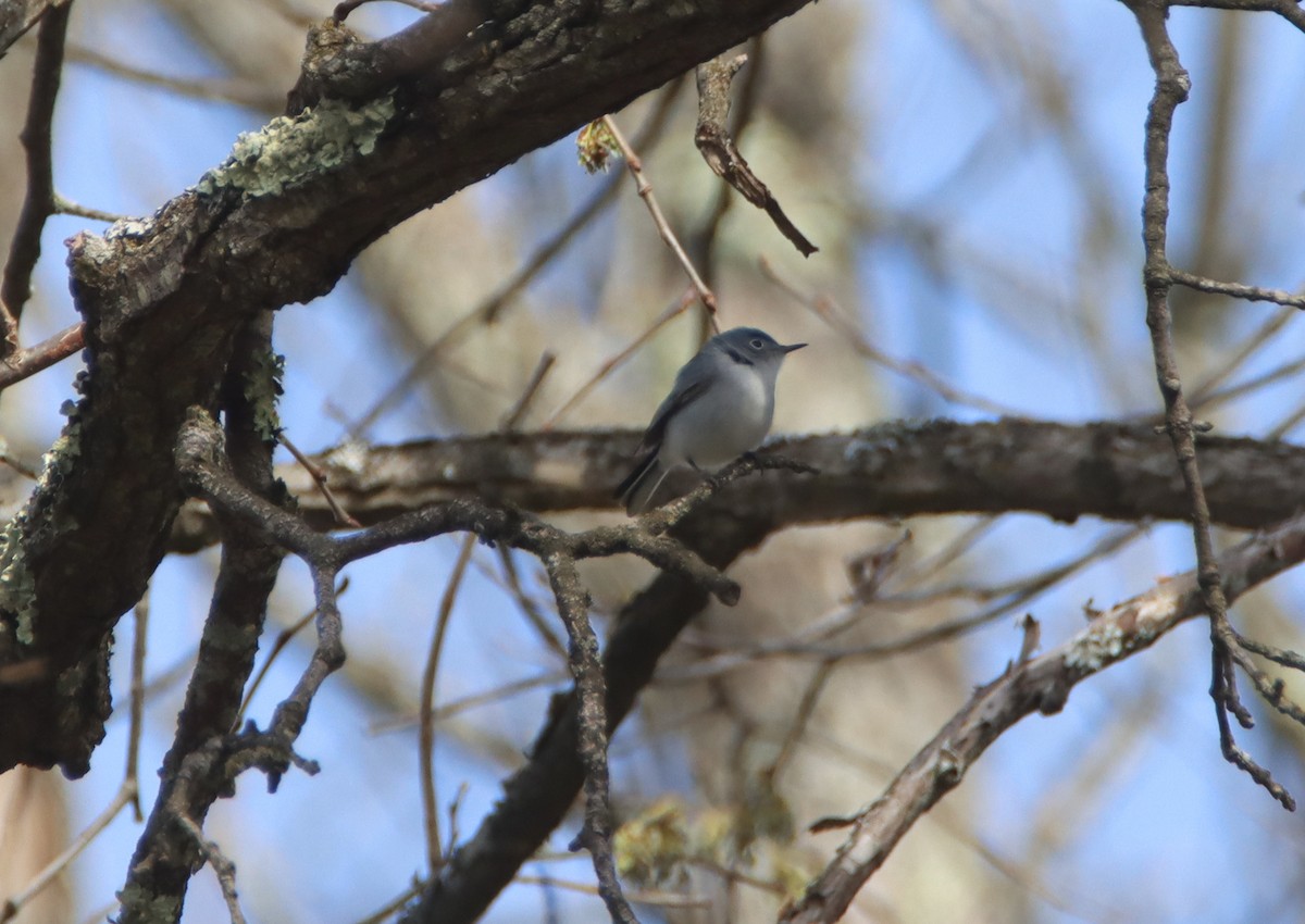 Blue-gray Gnatcatcher - ML440213431