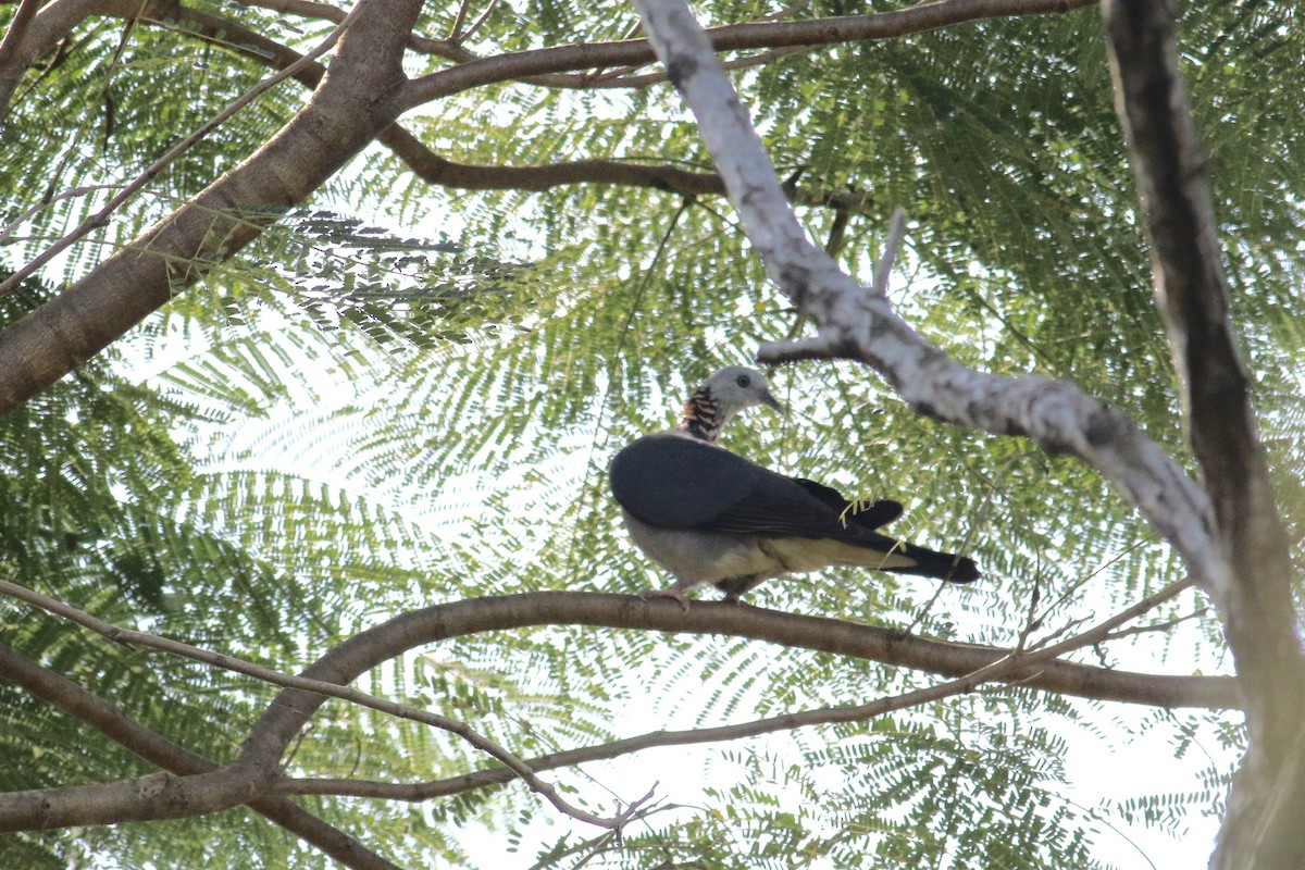 Ashy Wood-Pigeon - Cassie  Liu