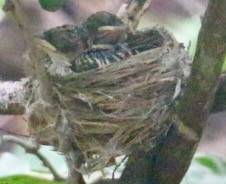 Black-throated Wattle-eye - Graham Long