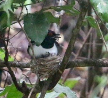 Black-throated Wattle-eye - ML44021651