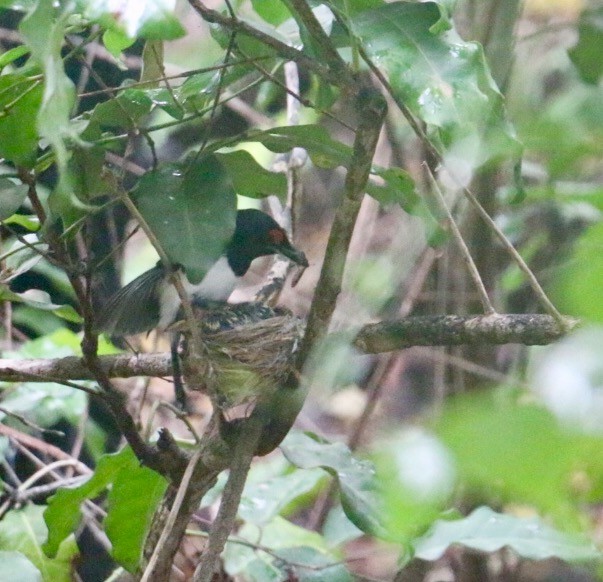 Black-throated Wattle-eye - ML44021661